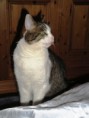 /album/fotogalerie-geronimo/a2009-12-26-geronimo-jpg/